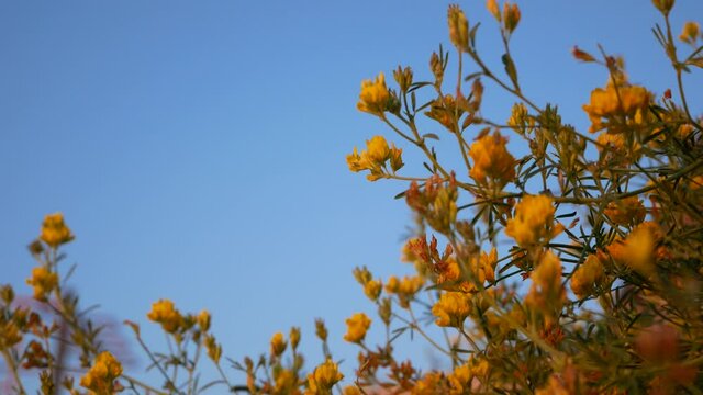Yellow wildflowers against the blue sky. Are swaying in the wind. Copy spase