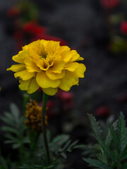 yellow and red flower