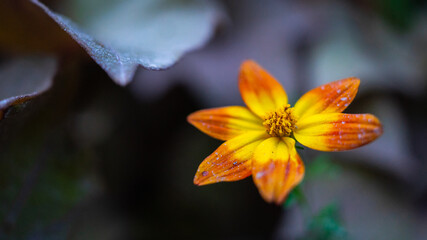 Flor naranja y amarilla creciendo entre otra vegetación en un parque de la ciudad.