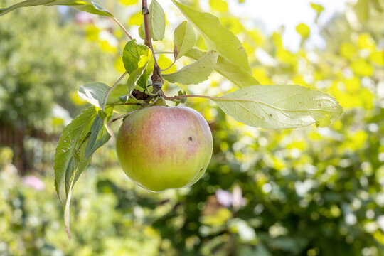 Streiflinge Bilder Durchsuchen 44 Archivfotos, und