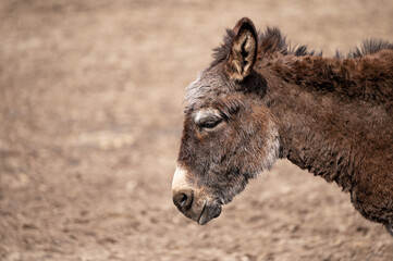 muzzle profile of a brown shaggy donkey walks in the zoo corral. sad brooding donkey on the farm