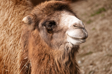 portrait of brown soft camel with hay in the zoo. funny ruminant with fluffy skin