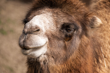 Fototapeta premium portrait of muzzle of brown soft camel with hay at the zoo. funny ruminant with fluffy skin