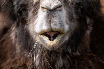 mouth of a funny chewing brown camel with fluffy bangs. furry camel eating hay at the zoo