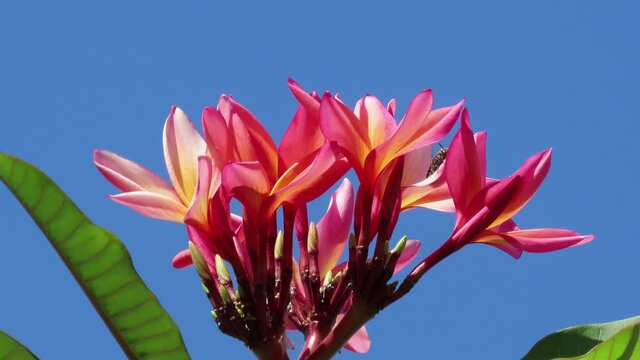 Vibrant Red flowers against blue sky. Frangipani or red-Jasmine (Plumeria rubra) also known as Dok Champa at Laos. 