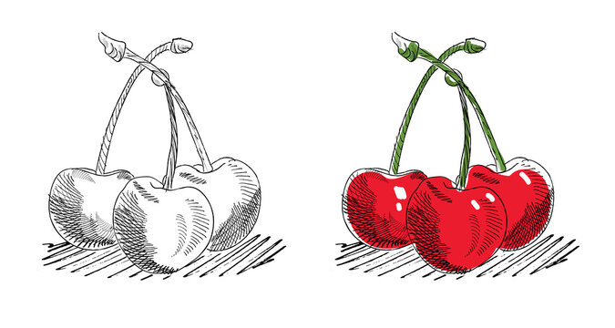 Red cherry sketch draw isolated over white.