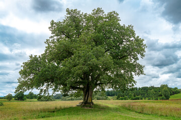 Fototapeta na wymiar A single oak tree Mozarteiche in Bavaria stands isolated on a meadow 