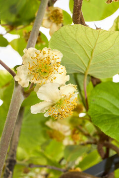 Actinidia Deliciosa 