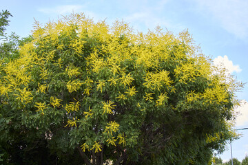 Koelreuteria paniculata tree
