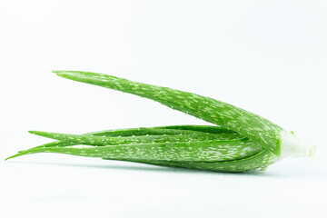 aloe vera on a white background,green aloe vera leaves with water drop and slice top view on white background. flat lay.