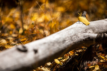 A golden yellow Aspen leaf lies on a fallen log as autumn colors arrive in the mountains of Bailey, Colorado.