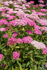 Spiraea bumalda