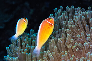 An anemone and it's Clown fish