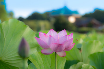 上野、不忍池の蓮の花　弁天堂