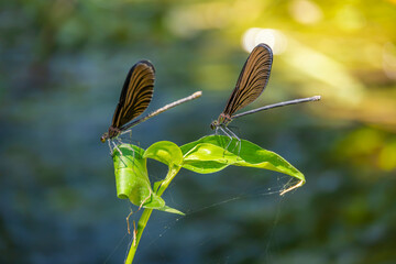 葉っぱに止まるハグロトンボ