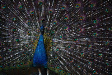 Obraz premium Peacock spread wings for courtship at a zoo in Japan.