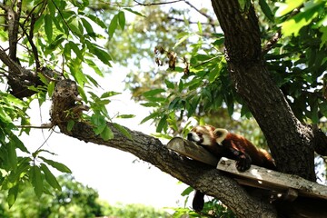 Red panda taking a nap.