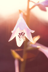purple pink Hosta flower 