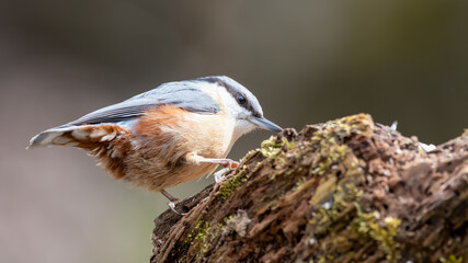 bird, natur, wild lebende tiere, robin, tier, wild, schnabel, feather, baum