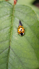 Macro ladybird leaf red