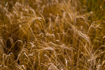 shot of yellow wheat in summer