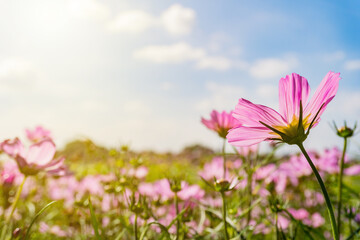 Fototapeta premium Pink cosmos flowers garden against warm sunlight