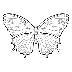 Fototapeta na wymiar Hand drawn ornamental butterfly outline illustration with decorative ornaments