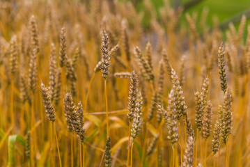 Fototapeta premium shot of yellow wheat in summer