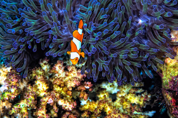 An anemone and it's Clown fish