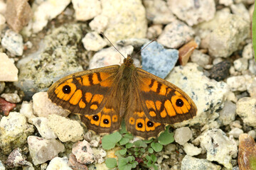 Fototapeta na wymiar The Wall Brown butterfly. Scientific name Lasiommata megera. Butterfly is basking on gravel in defused light.