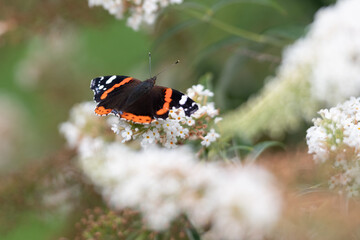 Schmetterling_Admiral