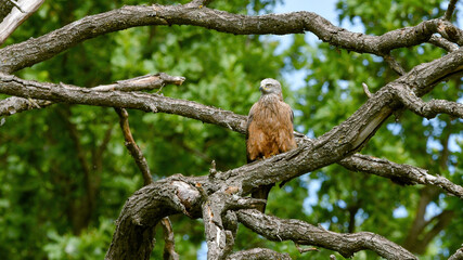 Wild steppe eagle sits on a tree branch outdoors on a summer sunny day in the wild, close-up, front view. Wild bird.