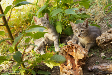 Cute baby cats in the garden © fulya