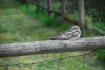 whippoorwill snoozing on a fence 