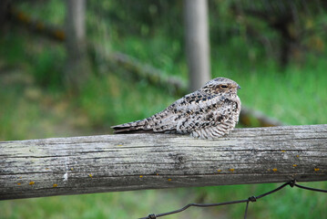 A whippoorwill on a fence 