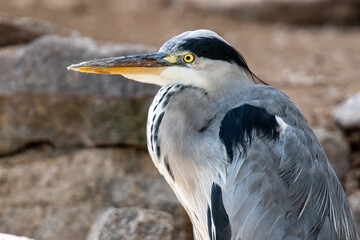 Reiher