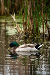 mallard duck feeding on a wetland pond
