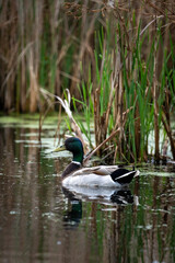 mallard duck swimming on a wetland pond