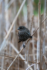 song sparrow on a dried reed