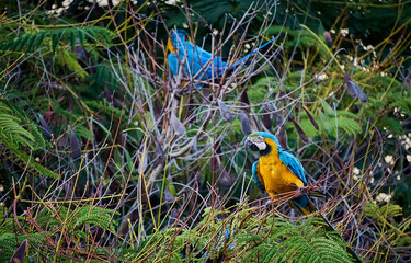 Obraz premium Colorful parrots commonly known as Guacamayas eating seeds on top of a tree branch