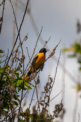 baltimore oriole resting on branches