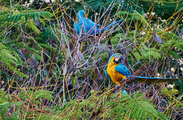 Colorful parrots commonly known as Guacamayas eating seeds on top of a tree branch
