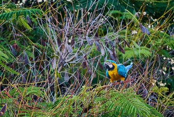 Colorful parrot commonly known as Guacamaya eating seeds on top of a tree branch           