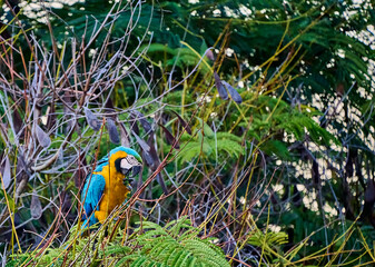 Colorful parrot commonly known as Guacamaya eating seeds on top of a tree branch           