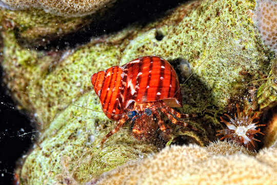 A picture of an hermit crab