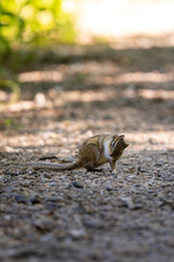 chipmunk crossing a gravel trail