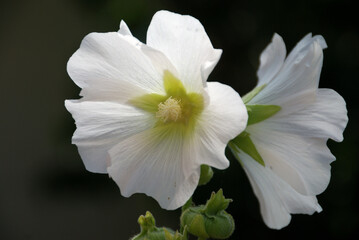White flower means purity, innocence, faith, spiritual enlightenment, and angels