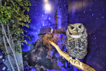 Closeup of an Eastern screech owl perched on a tree branch in an indoor zoo