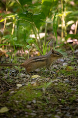 chipmunk standing at attention on the edge of a trail