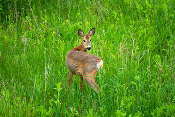 Young roe deer on the meadow